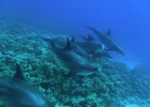 Nile Pharaoh Dolphin House Samadai in Marsa Alam 